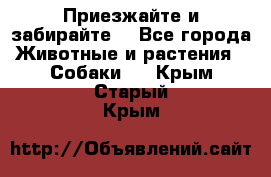 Приезжайте и забирайте. - Все города Животные и растения » Собаки   . Крым,Старый Крым